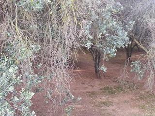 Osservazioni su SP 125 nei pressi della SP362 del 5 maggio 2015 Osservazioni su SP 125 nei pressi della SP362 del 5 maggio 2015