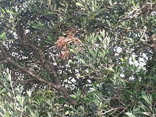 Osservazioni su SP 125 nei pressi della SP362 del 5 maggio 2015 Osservazioni su SP 125 nei pressi della SP362 del 5 maggio 2015