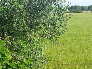 Osservazioni su SP 125 nei pressi della SP362 del 5 maggio 2015 Osservazioni su SP 125 nei pressi della SP362 del 5 maggio 2015