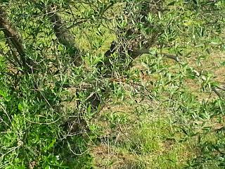 Osservazioni su SP 125 nei pressi della SP362 del 5 maggio 2015 Osservazioni su SP 125 nei pressi della SP362 del 5 maggio 2015