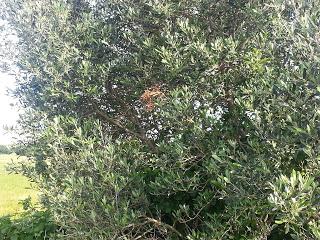 Osservazioni su SP 125 nei pressi della SP362 del 5 maggio 2015 Osservazioni su SP 125 nei pressi della SP362 del 5 maggio 2015