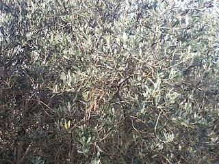 Osservazioni su SP 125 nei pressi della SP362 del 5 maggio 2015 Osservazioni su SP 125 nei pressi della SP362 del 5 maggio 2015