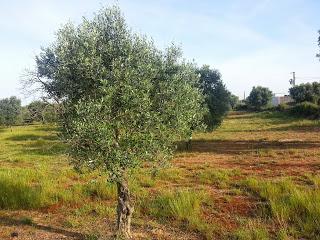 Osservazioni su SP 125 nei pressi della SP362 del 5 maggio 2015 Osservazioni su SP 125 nei pressi della SP362 del 5 maggio 2015