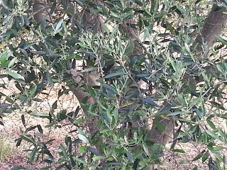 Osservazioni su SP 125 nei pressi della SP362 del 5 maggio 2015 Osservazioni su SP 125 nei pressi della SP362 del 5 maggio 2015