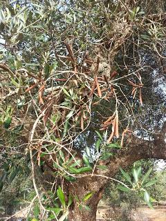 Osservazioni su SP 125 nei pressi della SP362 del 5 maggio 2015 Osservazioni su SP 125 nei pressi della SP362 del 5 maggio 2015