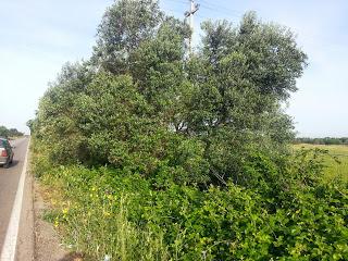 Osservazioni su SP 125 nei pressi della SP362 del 5 maggio 2015 Osservazioni su SP 125 nei pressi della SP362 del 5 maggio 2015