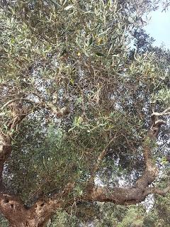 Osservazioni su SP 125 nei pressi della SP362 del 5 maggio 2015 Osservazioni su SP 125 nei pressi della SP362 del 5 maggio 2015