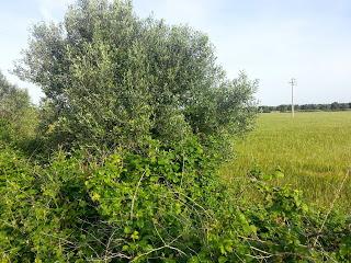 Osservazioni su SP 125 nei pressi della SP362 del 5 maggio 2015 Osservazioni su SP 125 nei pressi della SP362 del 5 maggio 2015