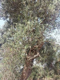 Osservazioni su SP 125 nei pressi della SP362 del 5 maggio 2015 Osservazioni su SP 125 nei pressi della SP362 del 5 maggio 2015