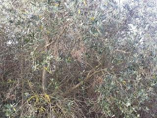 Osservazioni su SP 125 nei pressi della SP362 del 5 maggio 2015 Osservazioni su SP 125 nei pressi della SP362 del 5 maggio 2015