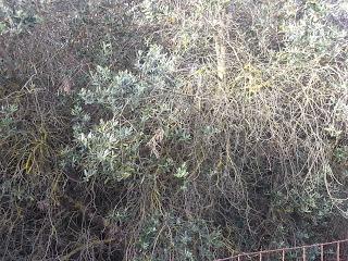 Osservazioni su SP 125 nei pressi della SP362 del 5 maggio 2015 Osservazioni su SP 125 nei pressi della SP362 del 5 maggio 2015