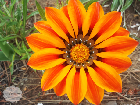 Armonie dei colori…in campagna