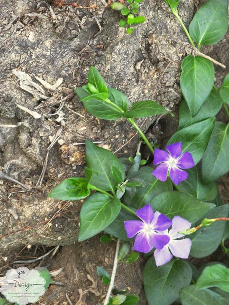 Armonie dei colori…in campagna