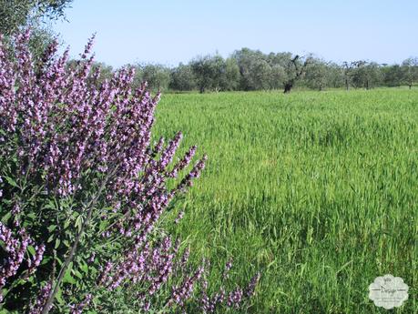 Armonie dei colori…in campagna