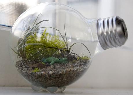 Tutorial: Mini terrario dentro una lampadina