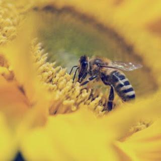 Le api preferiscono il nettare con neonicotenoidi