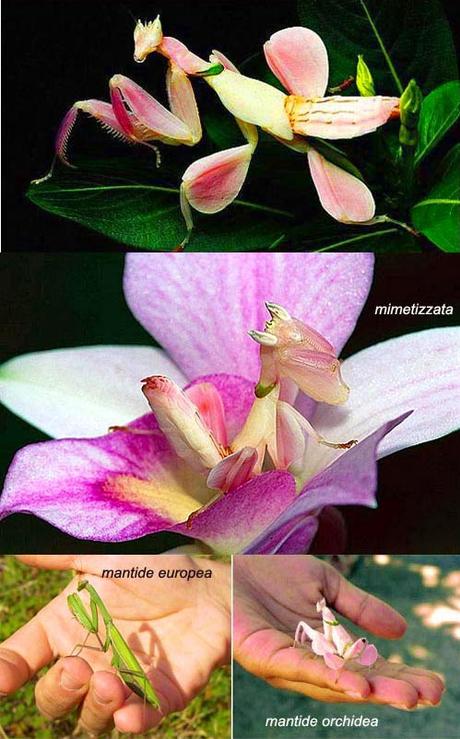 Mantide orchidea - Hymenopus coronatus