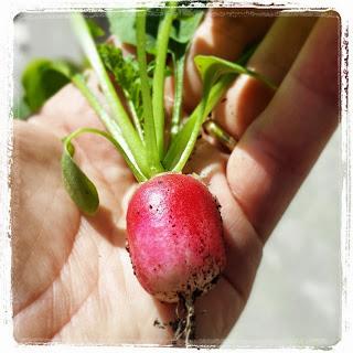 Coltivare l'orto sul balcone: nei miei vasi crescono piccole gemme rosse i ravanelli!