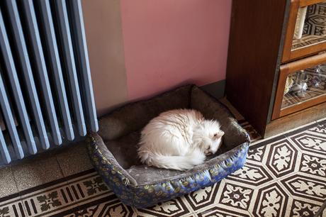 abitazione di un architetto, gatto bianco che dorme, ring and smile