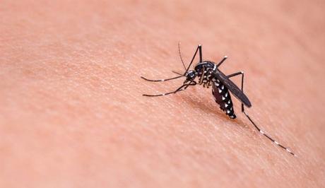 Eliminare mosche e zanzare in casa in modo naturale ed economico