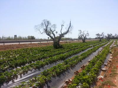 Nella zona ROSSA di Gallipoli: Qualcuno di voi ha avuto nello stesso campo fragole che vegetano e fragole che stentano a crescere magari confinanti con una statale?