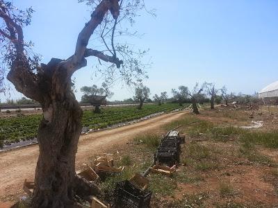 Nella zona ROSSA di Gallipoli: Qualcuno di voi ha avuto nello stesso campo fragole che vegetano e fragole che stentano a crescere magari confinanti con una statale?