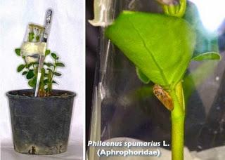 Philaenus spumarius L. - la Sputacchina maggiore e l'olivo