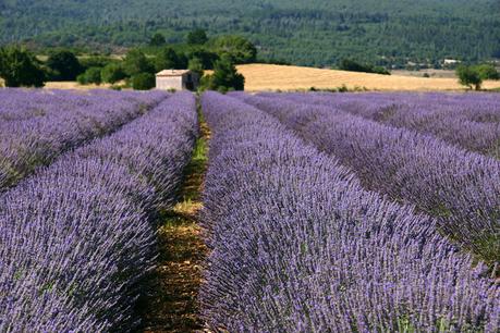 Sciroppo alla lavanda per profumare dolci e bevande