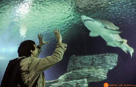 L'acquario più grande d'Europa | Visitare Valencia in 3 giorni