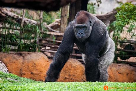 Un Gorilla nel Bioparc Valencia | Cosa visitare a Valencia