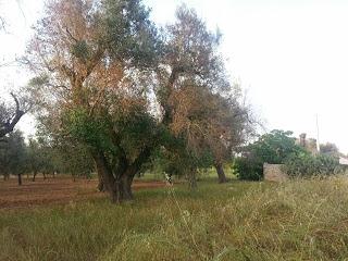 Philaenus spumarius osservazioni della presenza su olivo in Gallipoli, Taviano, Alezio e Matino del 18 maggio 2015.