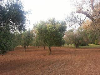 Philaenus spumarius osservazioni della presenza su olivo in Gallipoli, Taviano, Alezio e Matino del 18 maggio 2015.