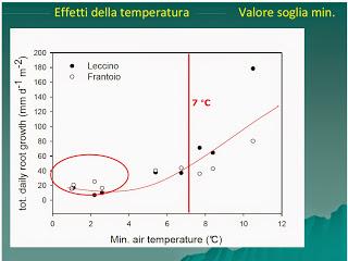 Stagionalità nello sviluppo delle radici di olivo