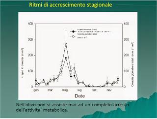 Stagionalità nello sviluppo delle radici di olivo