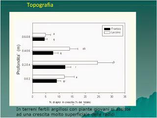 Stagionalità nello sviluppo delle radici di olivo