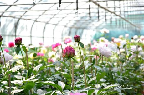 il fiore del mese: passeggiare tra le peonie