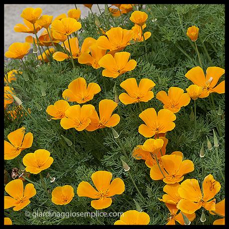 Colpo d’occhio gs850-arancione