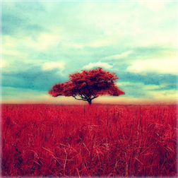 Gloomlogue, nuova applicazione fotografica su Windows Phone Gloomlogue, nuova applicazione fotografica su Windows Phone