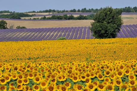 girasoli