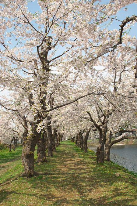 Piccola guida a Hakodate 600px-Cherry_of_Goryokaku_五稜郭の桜_(2496769211) (1)