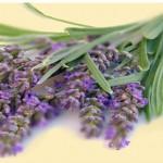 Spaghetti Con Carciofi E Lavanda DamGas In Cucina