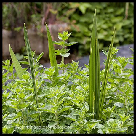 La spada nell’origano gs852-gladiolo-origano