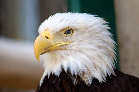 Bald Eagle by fattybombatty, on Flickr