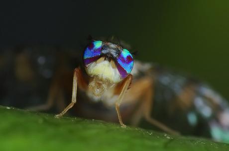 Olive fruit fly by Salvo.do, on Flickr
