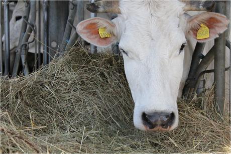 Modena e sapori: lì dove nasce il Parmigiano Reggiano DOP.