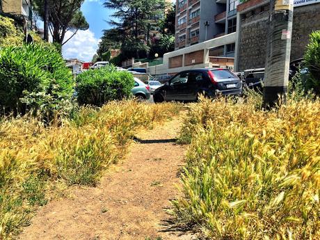 Qui vi spieghiamo come mai le aree verdi di Roma si sono trasformate in praterie, savane e sconfinati campi di grano. Ecco perché
