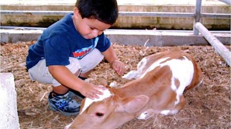 Continuiamo a farli giocare con gli animali della fattoria