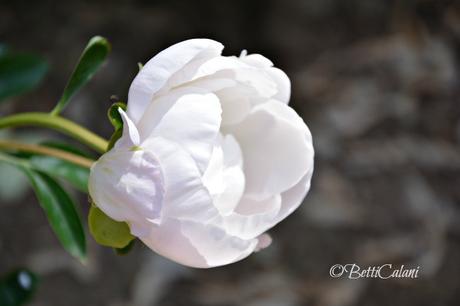 Il fiore del mese: quale paeonia scegliere?