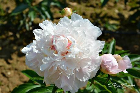 Il fiore del mese: quale paeonia scegliere?