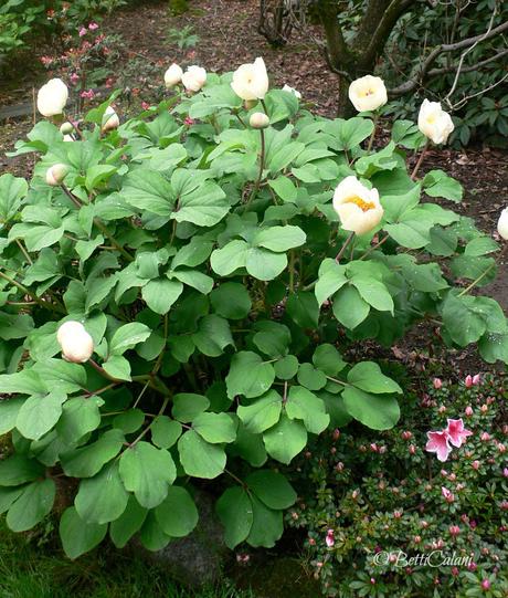 Il fiore del mese: quale paeonia scegliere?